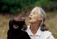 Fallece Jane Goodall, la icónica etóloga y experta mundial en chimpancés, a los 91 años