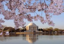 Washington se viste de rosa: los cerezos florecen antes de lo previsto en el año del 250 aniversario de EE.UU.