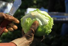 México niega que lechuga de su país sea origen de brote de ciclosporiasis en Estados Unidos