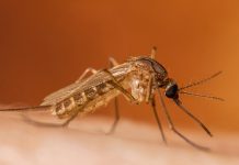Toronto confirma el primer caso humano de virus del Nilo Occidental en 2026 y pide extremar precauciones