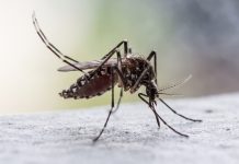 Casos de dengue disminuyen en México un 30%: alistan estrategia contra la enfermedad por temporada de lluvias