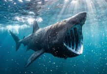 El misterioso monstruo marino hallado en Canadá que desconcierta a los científicos casi un siglo después