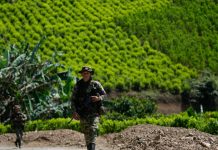 La cocaína superó al petróleo y lidera las exportaciones de Colombia: el país es el responsable del 70% de la oferta mundial, según The Economist