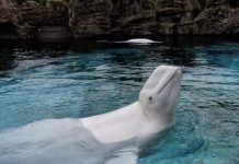 Últimas ballenas cautivas en Canadá en abandonar Marineland mientras las belugas se dirigen a EE. UU.