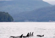Canadá da marcha atrás y no eximirá proyectos clave de la Ley de Especies en Riesgo