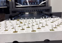Robots utilizados en invernaderos para injertar plantas de tomate