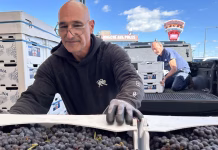 En Montreal, la tradición del vino casero se transmite de generación en generación