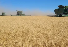 Canadá pierde miles de millones de dólares por falta de procesamiento de cultivos