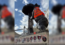 Aparece vandalizado el Oso y el Madroño con pintadas y pegatinas durante la acampada por la vivienda en Sol