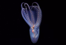El hallazgo del CONICET en el cañón submarino de Mar del Plata: descubrieron 57 especies nuevas a 3.900 metros de profundidad