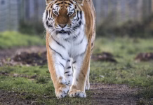 Un tigre mata a un joven que entró en su recinto en un zoológico de Inglaterra