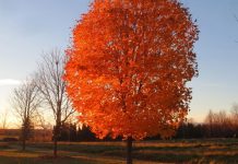 Los niños de Toronto votaron por el primer «árbol del año» de la ciudad. Esta es su dulce elección.